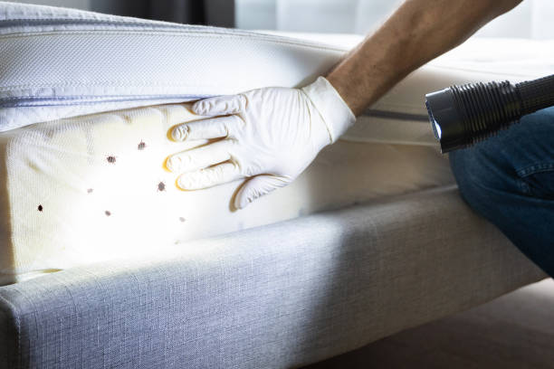 Best Affordable Pest Control Services  in Bellevle, IL