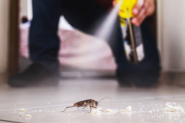 Best Ant Control Services  in Bellevle, IL